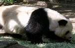 Sandiego Zoo Panda Sandiego Zoo Panda